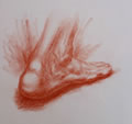 Michael Hensley Drawings, Human Feet 5